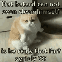 stupid cat idiot dumb fatty