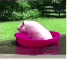 Top Pool GIF - Top Pool Pig GIFs