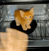 a kitten is sitting on top of a black bowl in an oven