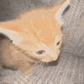 Cat Blowing Up GIF - Cat Blowing Up Explosion GIFs