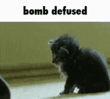 bomb defused cat bomb defused