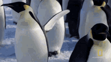 wiggle national geographic penguins all about the emperor penguin jiggle