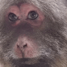 a close up of the face of a monkey