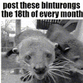 a black and white photo of a lion with the words post these binturongs the 18th of every month