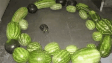 Wink Turtle GIF - Wink Turtle Watermelon GIFs