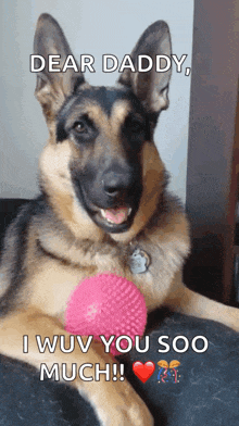 a german shepherd dog is laying down with a pink ball and says dear daddy , i wouv you soo much !