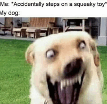 Dog Squeak GIF - Dog Squeak Toy GIFs