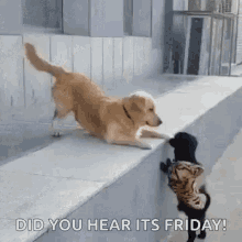 Excited Friday GIF - Excited Friday Did You Hear Its Friday GIFs