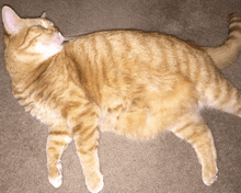 a cat is laying down on the floor and looking up