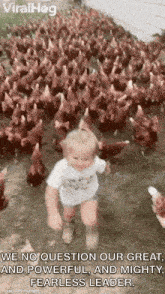 a little girl is standing in front of a flock of chickens .