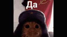 a close up of a cat wearing a russian hat .