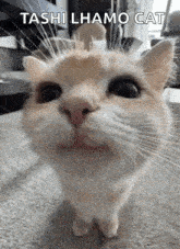 a close up of a cat 's face with the words toshi lhamo cat above it