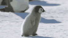 Acelera, Pinguim, Vai Rápido, Corre GIF - Gofast Hurry Penguin GIFs