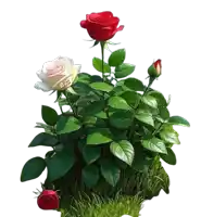 a red rose and a white rose with the letters a.k.g. on them
