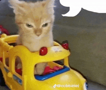 cat toy car toys car the type of crap i%27ve been on cat toy car toys car the type of crap i%27ve been on