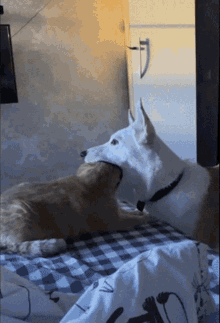Dog Eating Cat Dog GIF - Dog Eating Cat Dog Cat GIFs