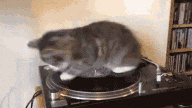 Cat Spinning GIF - Cat Spinning GIFs