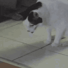 Violette Le Chat Cat Vomit GIF - Violette Le Chat Cat Vomit Cat Throw Up GIFs