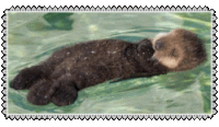 an otter is laying in the water with a white frame around it