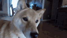 Lili The Shiba Inu Dog GIF - Lili The Shiba Inu Dog Cute GIFs