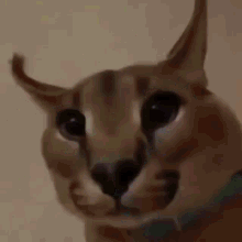 Floppa Memes GIF - Floppa Memes Big Russian Cat - Discover & Share