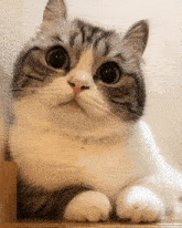 a close up of a cat looking at the camera with a surprised look on its face
