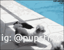 a gif of a dog standing next to a pool has the hashtag @pupstime on it
