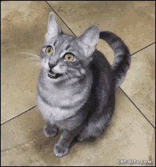 Sick Kitten Asking For Help GIF - Help Kitten Sick Cat GIFs