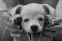 Dog Puppy GIF