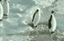 Animals Penguin GIF - Animals Penguin Fight GIFs