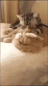 Cute Kitty GIF - Cute Kitty Biscuit GIFs