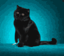 Smoking Cat GIF - Smoking Cat GIFs