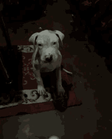 a small white dog is sitting on a rug that says a fox