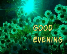 Good Evening Flower GIF