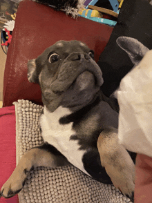 a dog laying on its back on a couch