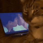 a close up of a cat looking at a kiss on a tv screen
