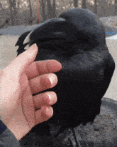 Crow Raven GIF - Crow Raven Black Bird GIFs