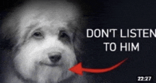 a black and white photo of a dog with the words " do n't listen to him "
