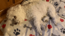 Sleepy Little GIF - Sleepy Little Dog GIFs