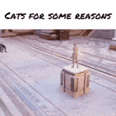 Cat For Some Reasons GIF