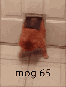 mog65 mog cat fat fat cat