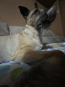 a dog is laying on a bed with its tongue out