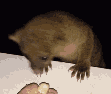 Kinkajou Animal GIF - Kinkajou Animal Honey Bear GIFs