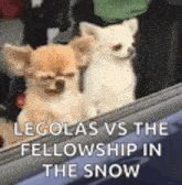 two chihuahuas are sitting in the back of a car .