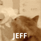 Jeff Gato Jeff GIF - Jeff Gato Jeff Papel Jeff GIFs