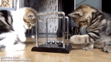 Physics! GIF - Cats Kittens Play GIFs