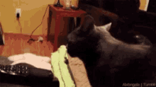 a black cat is looking at a remote control