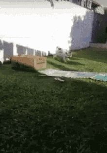 a dog is running on a lush green lawn next to a cardboard box .