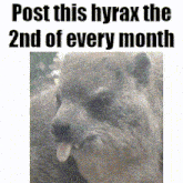 a picture of a hyrax with its tongue out and the words post this hyrax the 2nd of every month above it