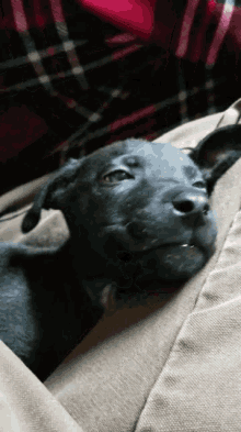 Puppy Tongue GIF - Puppy Tongue Sleeping GIFs